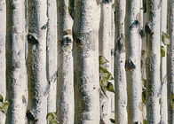 Papel pintado del hogar 3d del árbol de abedul gris/ningún aislamiento de calor tóxico del papel pintado de la sala de estar